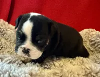 Shaggy, a male English Bulldog for sale in Hinton, IA – 3 of 7