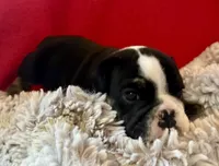 Shaggy, a male English Bulldog for sale in Hinton, IA – 4 of 7