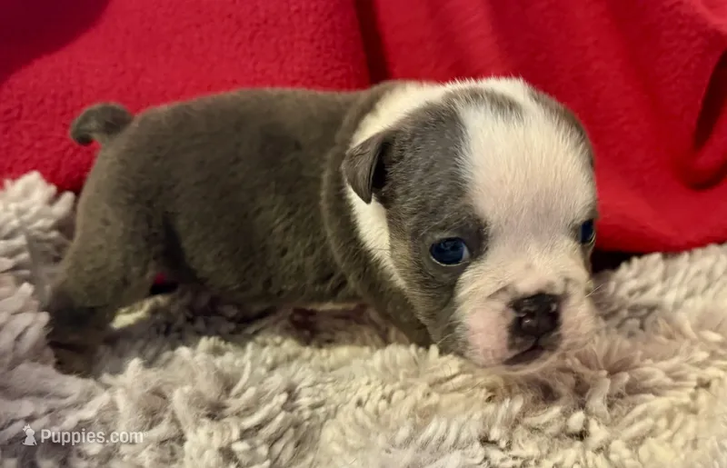 Pinky – English Bulldog puppy for sale in Hinton, IA