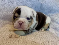 Louis, a male English Bulldog for sale in Hinton, IA – 2 of 9