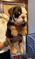 Reeses, a male English Bulldog for sale in Hinton, IA – 2 of 8