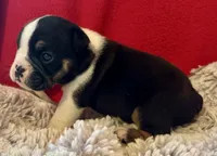 Fred, a male English Bulldog for sale in Hinton, IA – 2 of 10