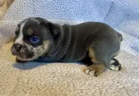 Armani, a female English Bulldog for sale in Hinton, IA – 8 of 10
