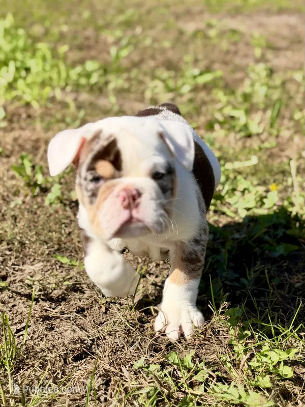 Louis – English Bulldog puppy for sale in Hinton, IA