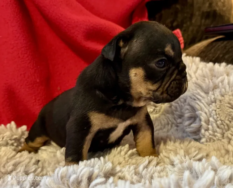Michelangelo – English Bulldog puppy for sale in Hinton, IA
