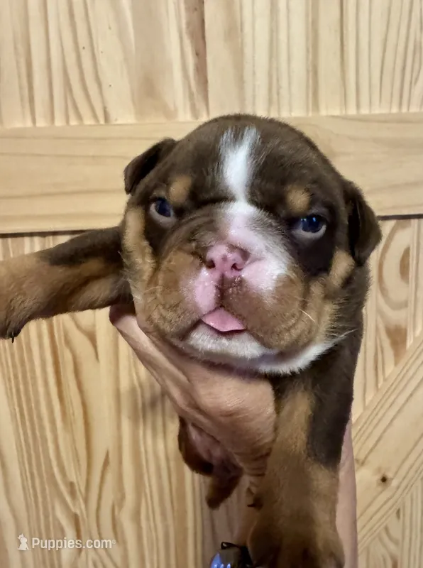 Rolo – English Bulldog puppy for sale in Hinton, IA
