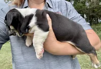 Fred, a male English Bulldog for sale in Hinton, IA – 6 of 7
