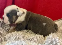 Scooby, a male English Bulldog for sale in Hinton, IA – 3 of 8