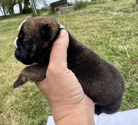 Inky, a female English Bulldog for sale in Hinton, IA – 4 of 4