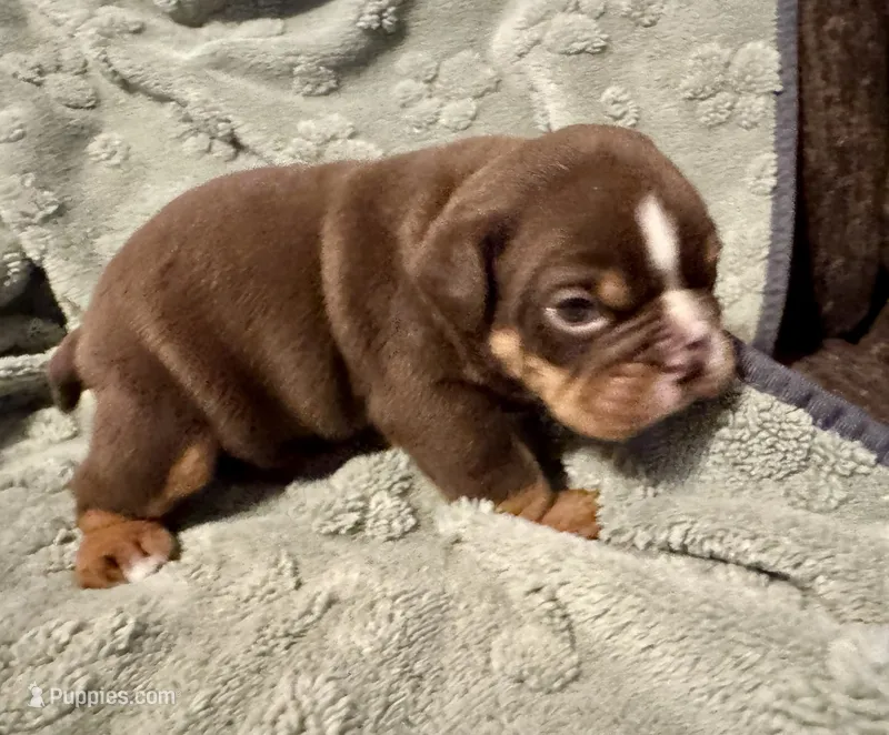 Rolo – English Bulldog puppy for sale in Hinton, IA