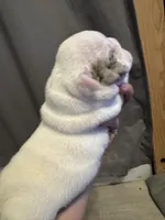 Elsa, a female English Bulldog for sale in Hinton, IA – 2 of 4