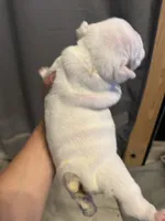 Elsa, a female English Bulldog for sale in Hinton, IA – 3 of 4