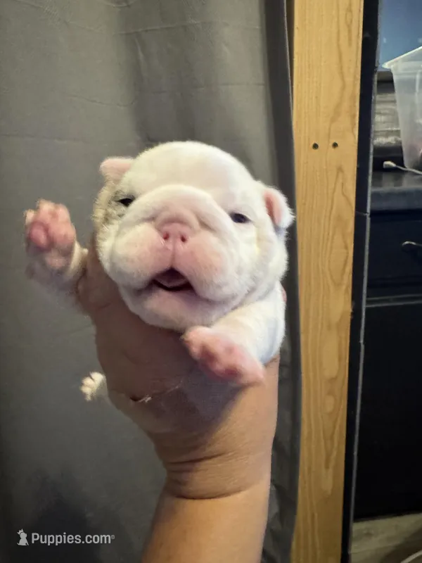 Elsa – English Bulldog puppy for sale in Hinton, IA