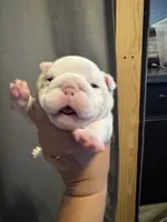 Elsa, a female English Bulldog for sale in Hinton, IA – 1 of 4