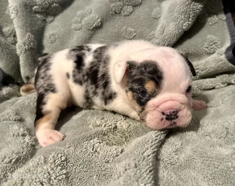 Snickers – English Bulldog puppy for sale in Hinton, IA