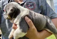 Pinky, a female English Bulldog for sale in Hinton, IA – 4 of 4