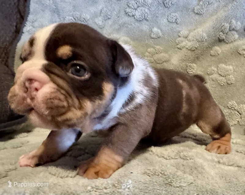 Crunch – English Bulldog puppy for sale in Hinton, IA