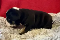 Shaggy, a male English Bulldog for sale in Hinton, IA – 5 of 7