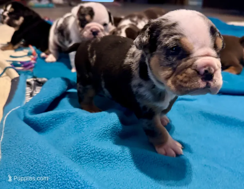 Skittles – English Bulldog puppy for sale in Hinton, IA