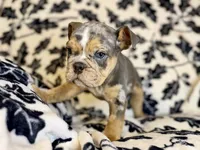 Versace, a male English Bulldog for sale in Hinton, IA – 6 of 10