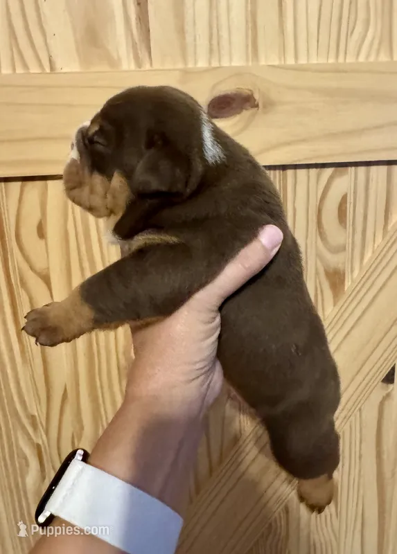Rolo – English Bulldog puppy for sale in Hinton, IA