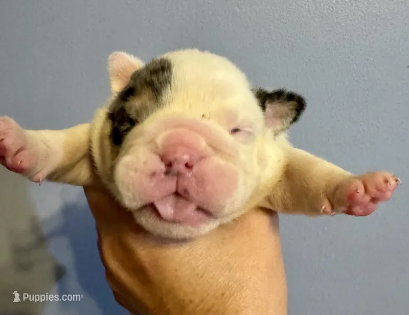 Snickers – English Bulldog puppy for sale in Hinton, IA