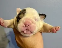 Snickers, a male English Bulldog for sale in Hinton, IA – 1 of 4