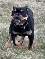 Rubble, a male English Bulldog for sale in Hinton, IA – 5 of 8
