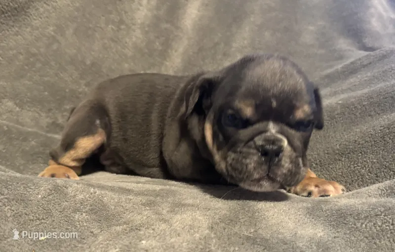 Rafael – English Bulldog puppy for sale in Hinton, IA