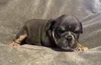 Rafael, a male English Bulldog for sale in Hinton, IA – 1 of 4