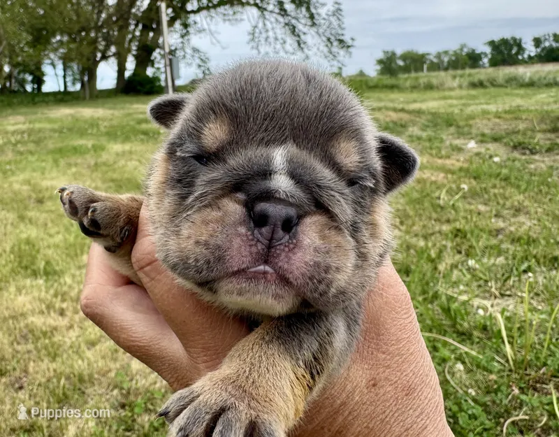 Leonardo, a male English Bulldog for sale in Hinton, IA – 1 of 5