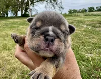 Leonardo, a male English Bulldog for sale in Hinton, IA – 1 of 5
