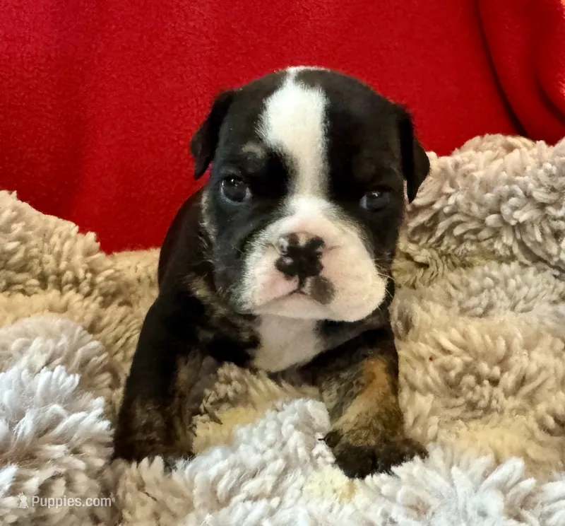 Shaggy – English Bulldog puppy for sale in Hinton, IA