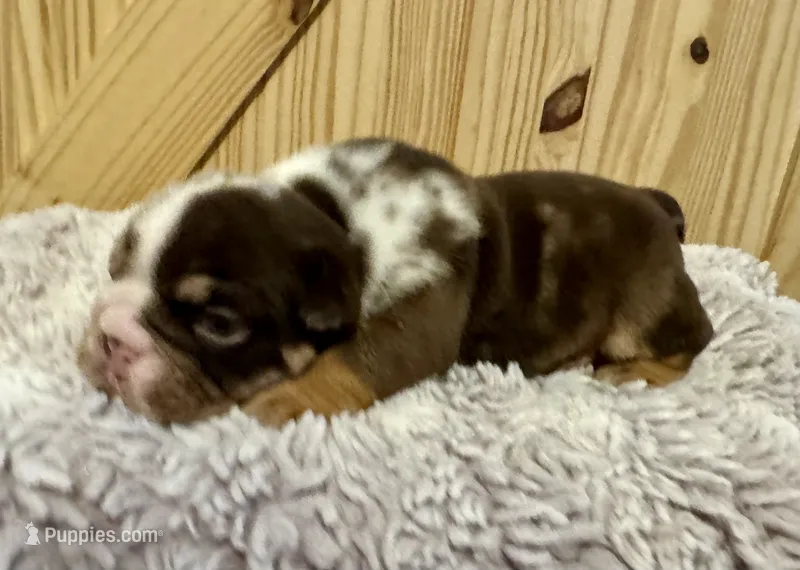 Crunch – English Bulldog puppy for sale in Hinton, IA