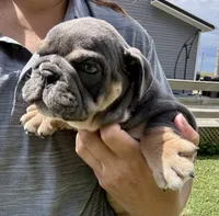 Rafael, a male English Bulldog for sale in Hinton, IA – 3 of 8