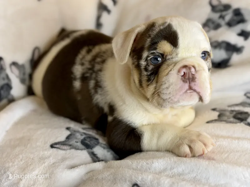 Louis – English Bulldog puppy for sale in Hinton, IA