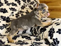 Versace, a male English Bulldog for sale in Hinton, IA – 10 of 10