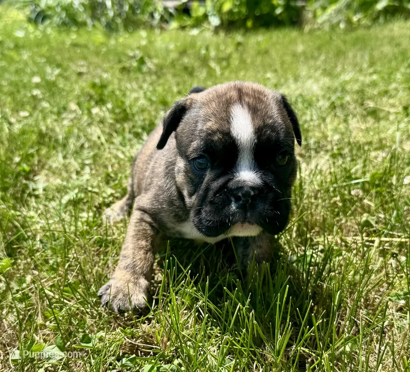 Clyde – English Bulldog puppy for sale in Hinton, IA