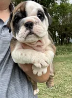 Daphne, a female English Bulldog for sale in Hinton, IA – 4 of 7