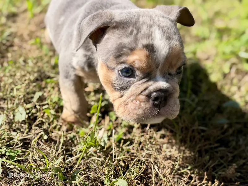 Versace – English Bulldog puppy for sale in Hinton, IA