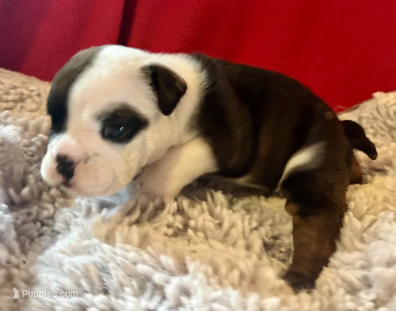 Daphne – English Bulldog puppy for sale in Hinton, IA