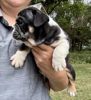 Fred, a male English Bulldog for sale in Hinton, IA – 2 of 7