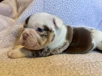 Louis, a male English Bulldog for sale in Hinton, IA – 5 of 9