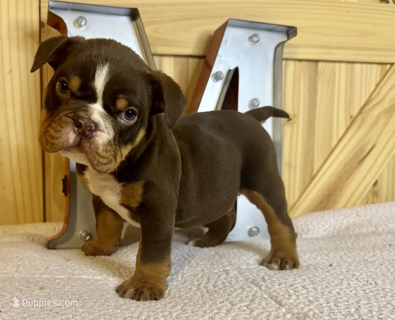 Rolo – English Bulldog puppy for sale in Hinton, IA