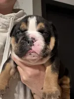 UNO, a male English Bulldog for sale in Hinton, IA – 1 of 4