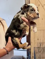 Skittles, a female English Bulldog for sale in Hinton, IA – 3 of 8
