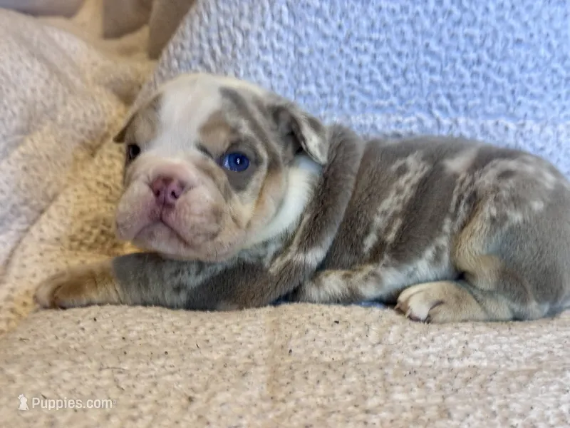 Gucci – English Bulldog puppy for sale in Hinton, IA
