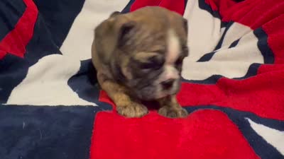 Inky, a female English Bulldog for sale in Hinton, IA – 10 of 10