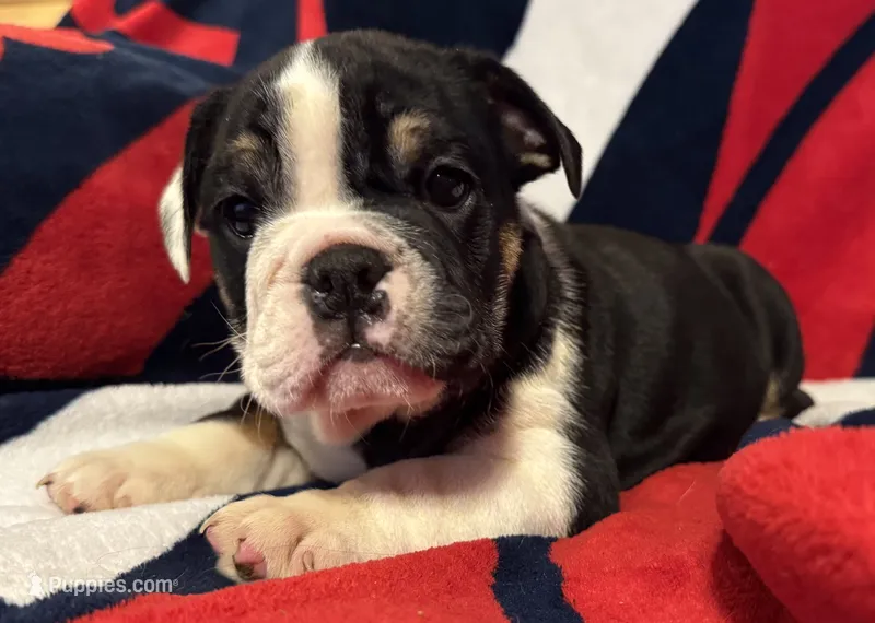 Fred – English Bulldog puppy for sale in Hinton, IA