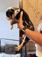 Skittles, a female English Bulldog for sale in Hinton, IA – 4 of 8